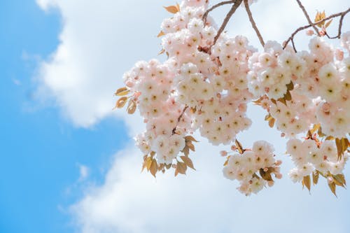 Free White Cherry Blossoms in Bloom Stock Photo