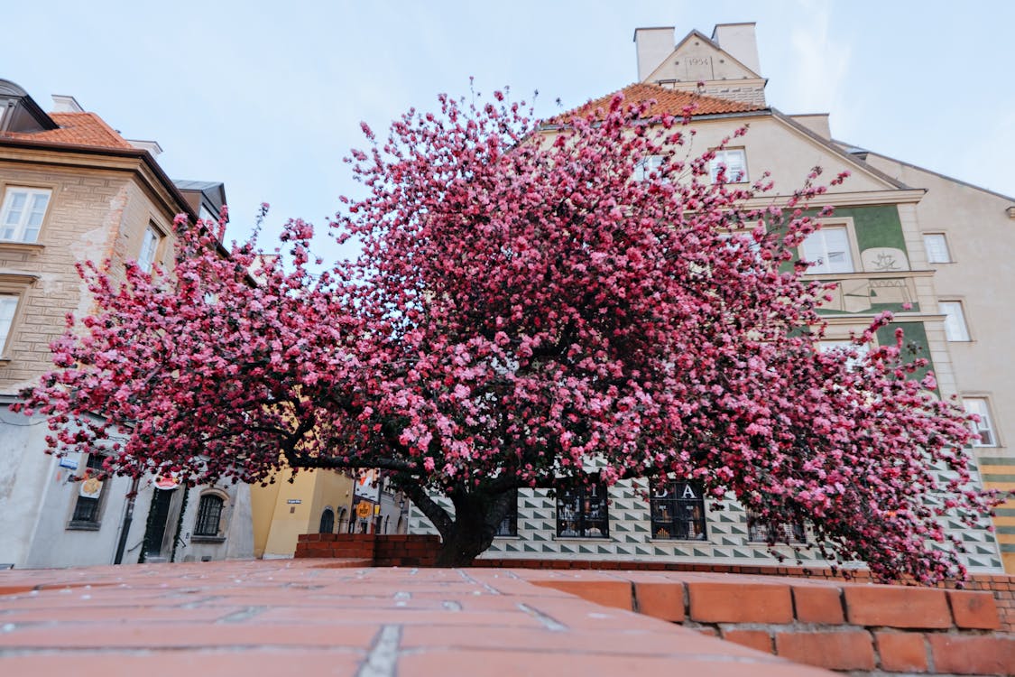 Kostnadsfri bild av blomning, flora, körsbärsblommor