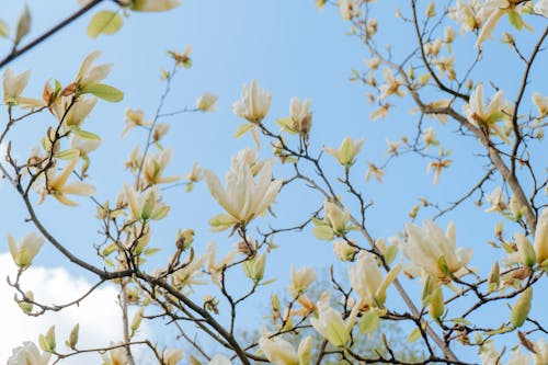 Foto stok gratis bagus, bunga-bunga, cabang pohon