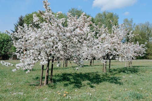 Безкоштовне стокове фото на тему «білі квіти, дерева, квітучий»