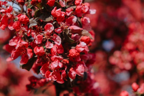Foto profissional grátis de fechar-se, floração, flores vermelhas