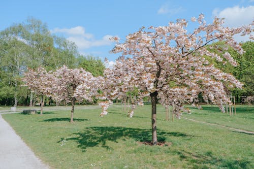 Foto profissional grátis de árvores, campo de grama, céu azul