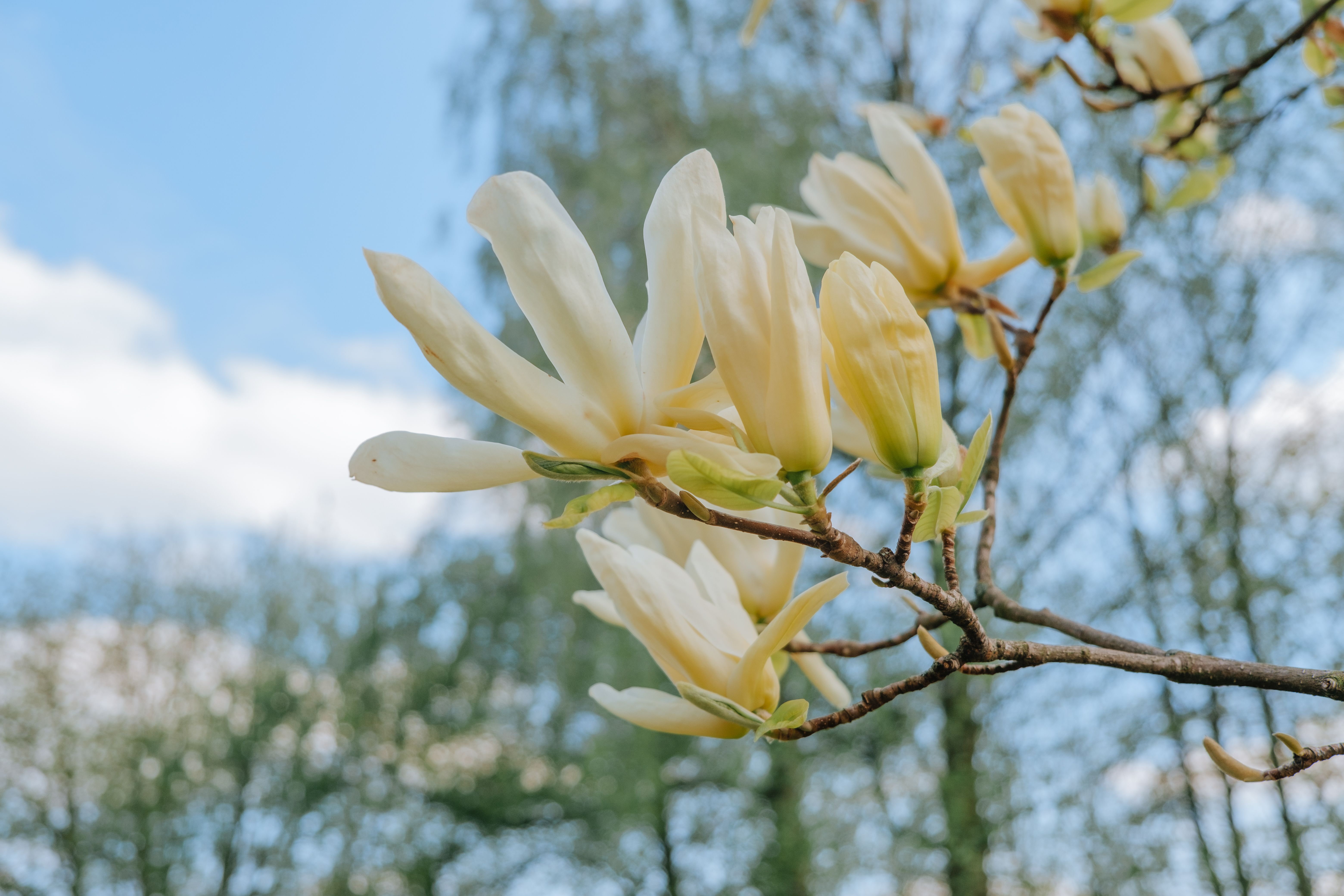 Magnolia’s AAA Hobbies To Close 2026 (Second Half). Iconic Hobby- Craft Emporium — Photo by Julia Filirovska on Pexels