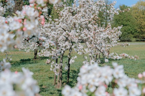 Gratis arkivbilde med blomster, gressfelt, kirsebærblomster