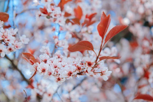 Ingyenes stockfotó cseresznyevirágok, elmosódott háttér, közelkép témában