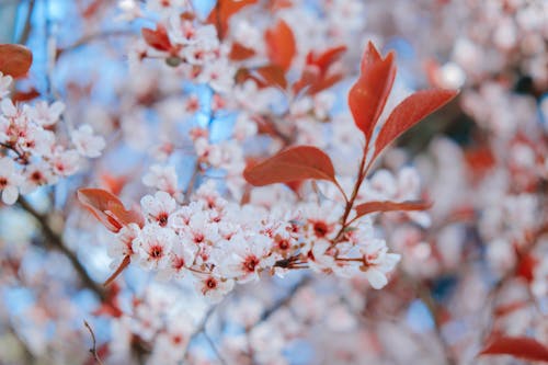 Gratis arkivbilde med blomster, blomsterfotografering, kirsebærblomster