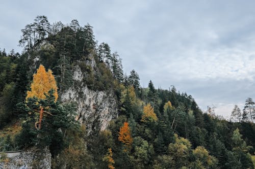 Darmowe zdjęcie z galerii z błękitne niebo, drzewa, fotografia przyrodnicza