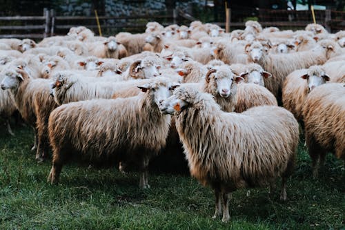 Herd of Sheep on Green Grass Field