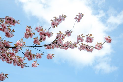 Free A branch of cherry blossoms blooming vibrantly against a clear blue sky, capturing the essence of spring. Stock Photo