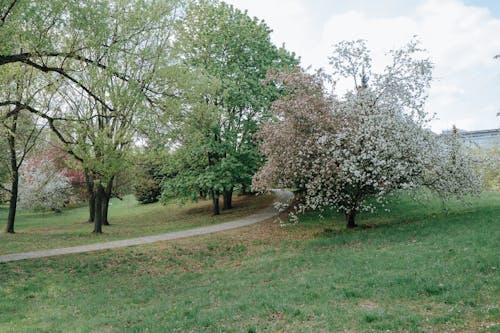 Darmowe zdjęcie z galerii z drzewa, kwitnące drzewa, na dworze