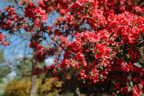 Free Red Cherry Blossom Tree in Bloom Stock Photo