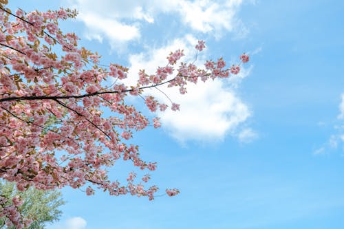 Безкоштовне стокове фото на тему «дерево, квіти, низькокутовий постріл»