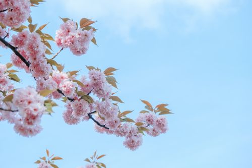 Free Beautiful close-up of cherry blossoms in full bloom on a clear spring day. Stock Photo