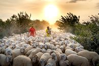 People Walking with Herd of Sheep