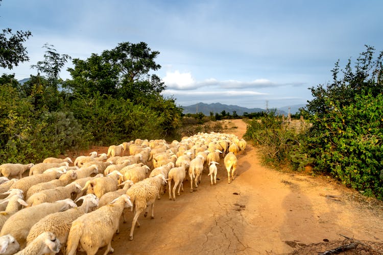 A Herd Of Sheep On A Road