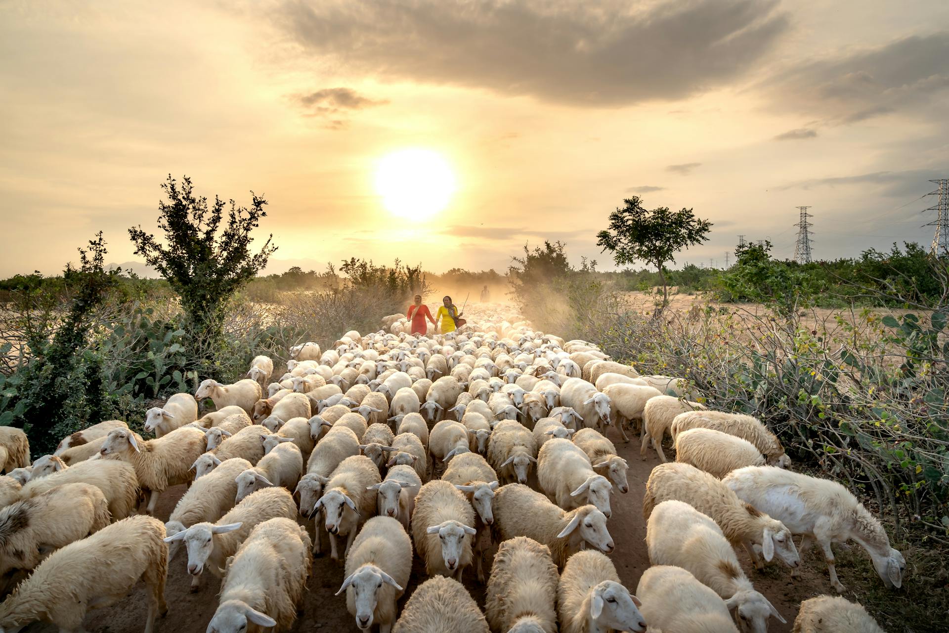 Women Guiding a Herd of Sheep