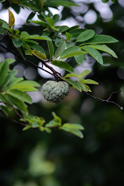 A Custard Apple with Green Leaves Hanging on the Tree