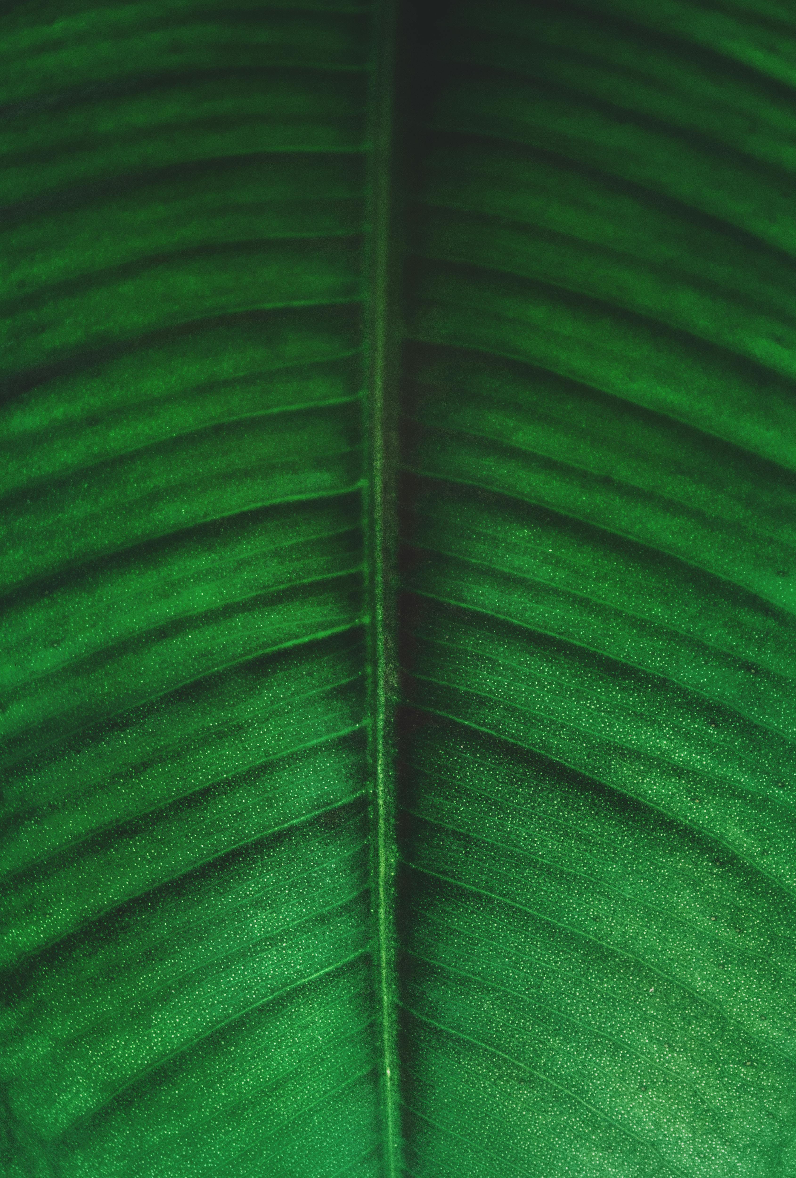 iOS Home App  Dark Green  Wallpapers Central