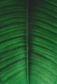 Detailed close-up of a vibrant green leaf highlighting its rich texture and natural beauty.