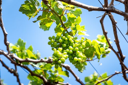 Close-up of Grapes on a Vine 