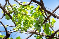 Green Round Fruits on Brown Tree Branch