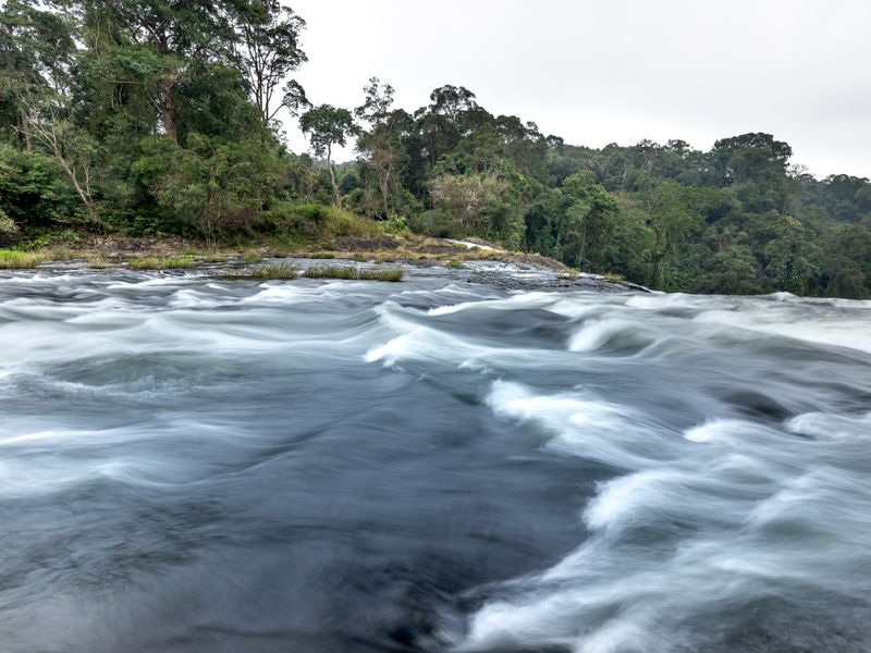 Wild stream through dense forest