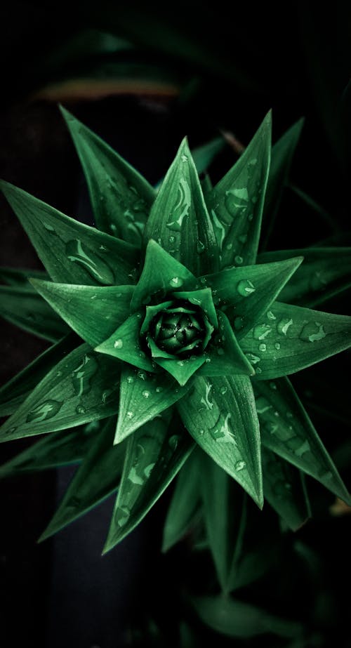 Close-Up Shot of a Green Plant