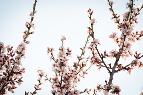 Close-Up Shot of Blooming Cherry Blossom Flowers