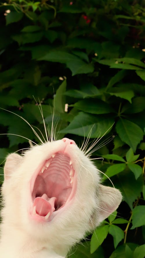 Free stock photo of cat, cat face, green background