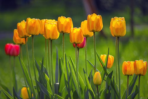 Close-Up Shot of Yellow Tulips in Bloom