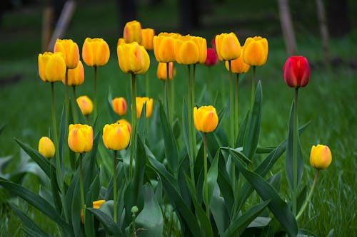 Close-Up Shot of Yellow Tulips in Bloom
