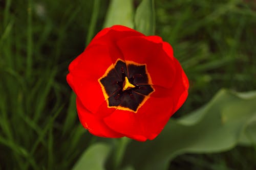 Close-Up Shot of a Red Tulip in Bloom