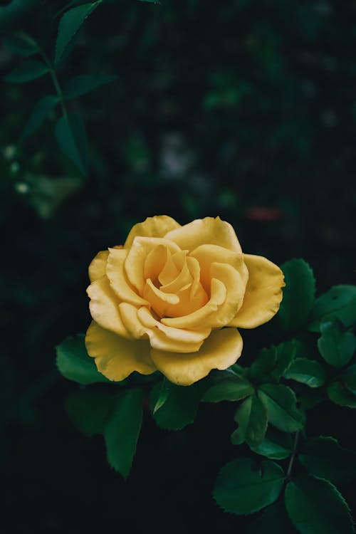 Close-Up Shot of a Yellow Rose in Bloom
