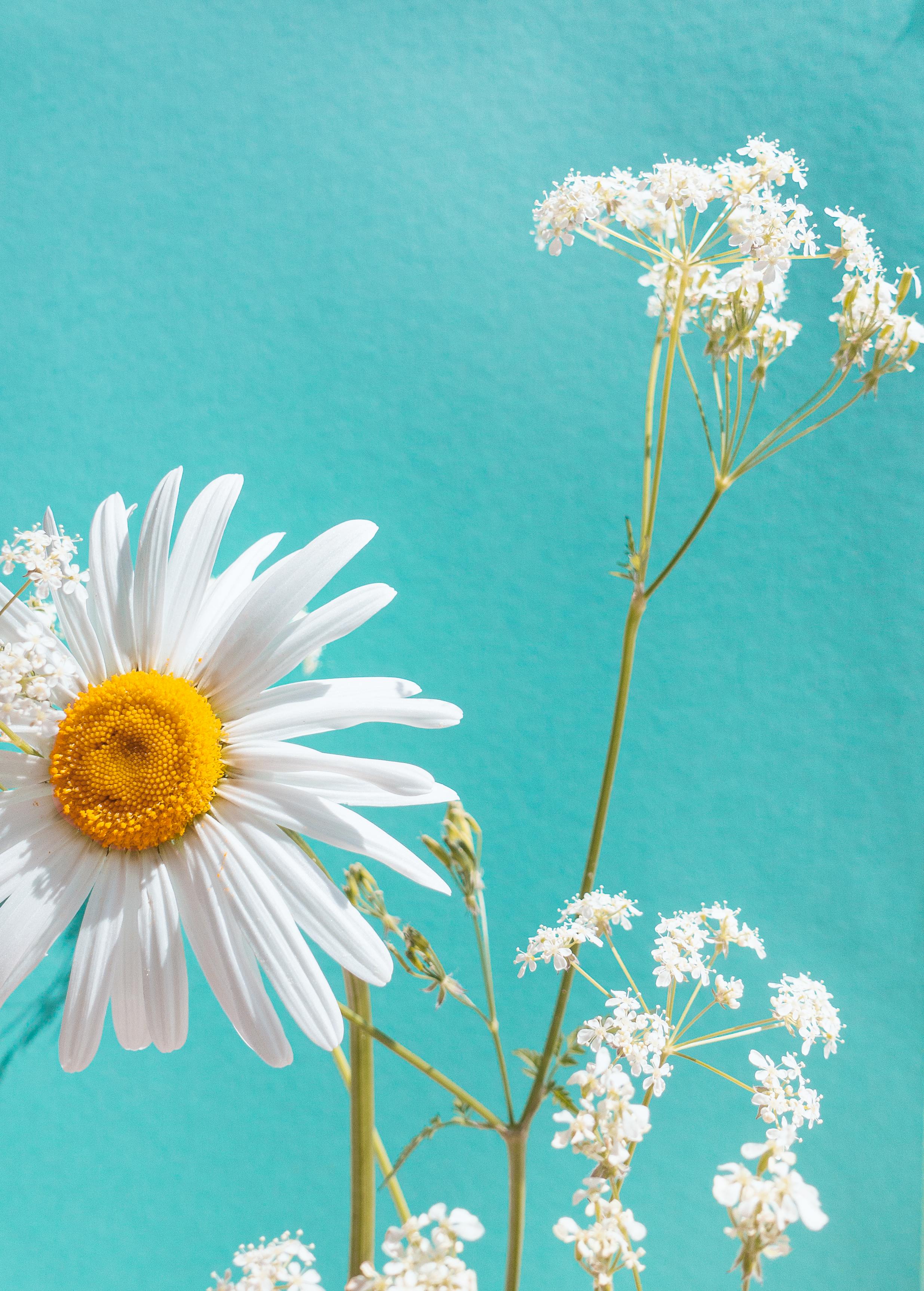 Close-up of white daisy and small flowers against a turquoise backdrop, highlighting nature's beauty and freshness.