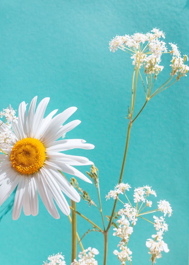 Photo Of A Blooming White Daisy Flower