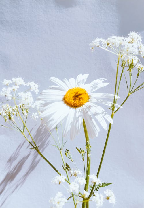 White Daisy Flower in Close Up Photography