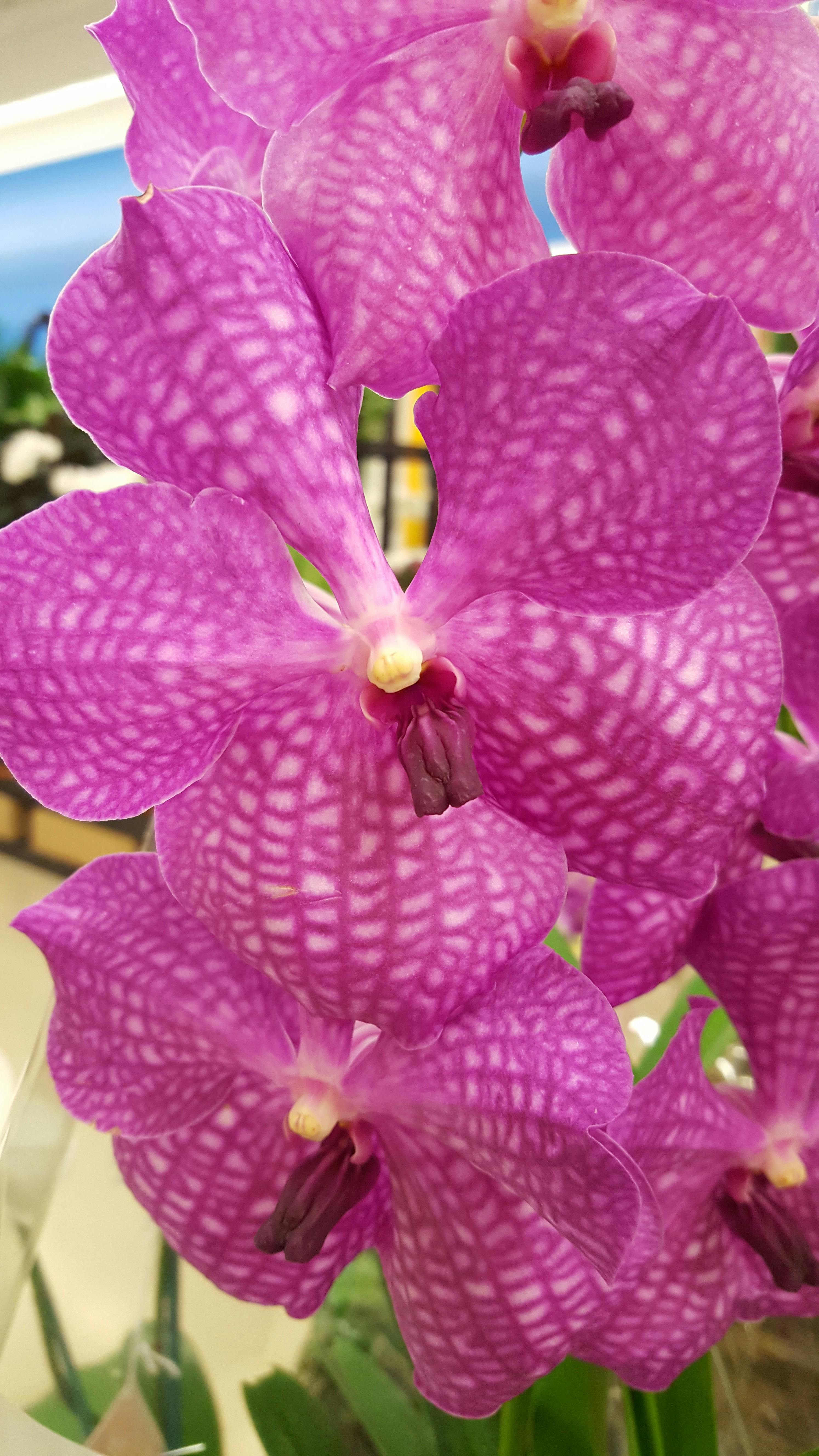 Photo Gratuite De Orchidees