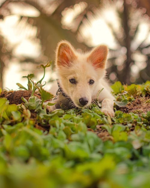 Free Golden Brown Dog on Green Grass Stock Photo