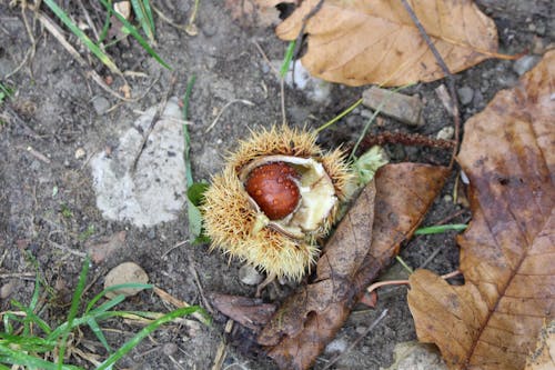 Free stock photo of casentino, chestnut, italy