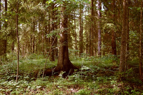 Bezpłatne Darmowe zdjęcie z galerii z drzewa, las, natura Zdjęcie z galerii