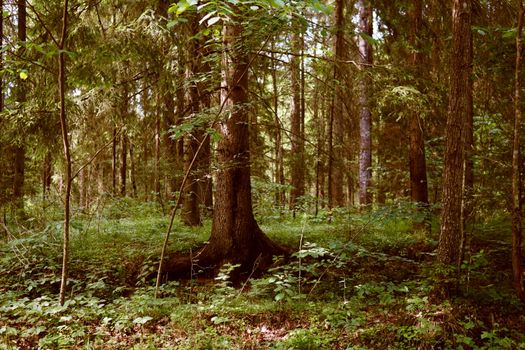 A lush, sunlit forest scene highlighting vibrant greenery and tall trees.