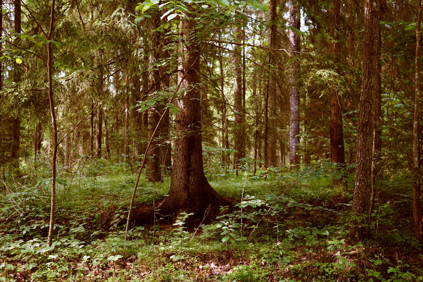 Sustainable forest landscape