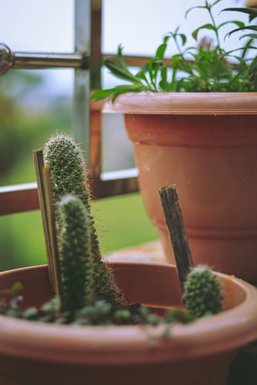 Free Close-Up Shot of Cactus Plant in a Pot Stock Photo