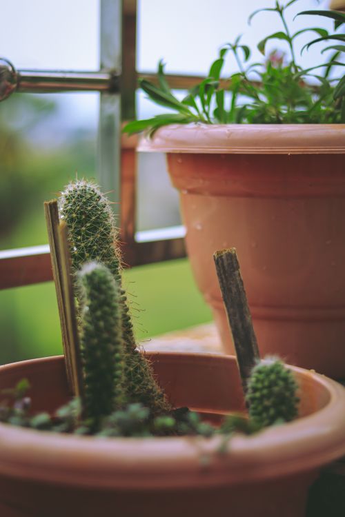 Free A detailed close-up of a cactus in a terracotta pot with a blurred outdoor background. Stock Photo