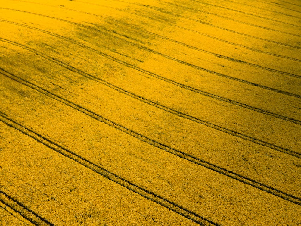 Aerial View of a Field of Rapeseed