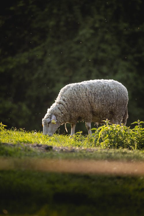 Immagine gratuita di animale della fattoria, animale domestico, bovidi