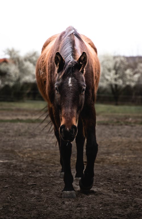 Free Photo of Brown Horse Walking on Dirt Ground Stock Photo