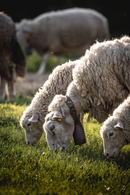Free Tranquil scene of sheep grazing on grass in a sunlit field, showcasing the beauty of farm life. Stock Photo