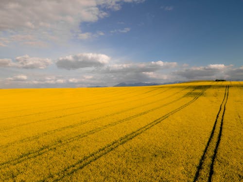 Kostnadsfri bild av gult fält, Land, landskap