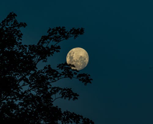 Ücretsiz ağaç, arkadan aydınlatılmış, ay içeren Ücretsiz stok fotoğraf Stok Fotoğraflar